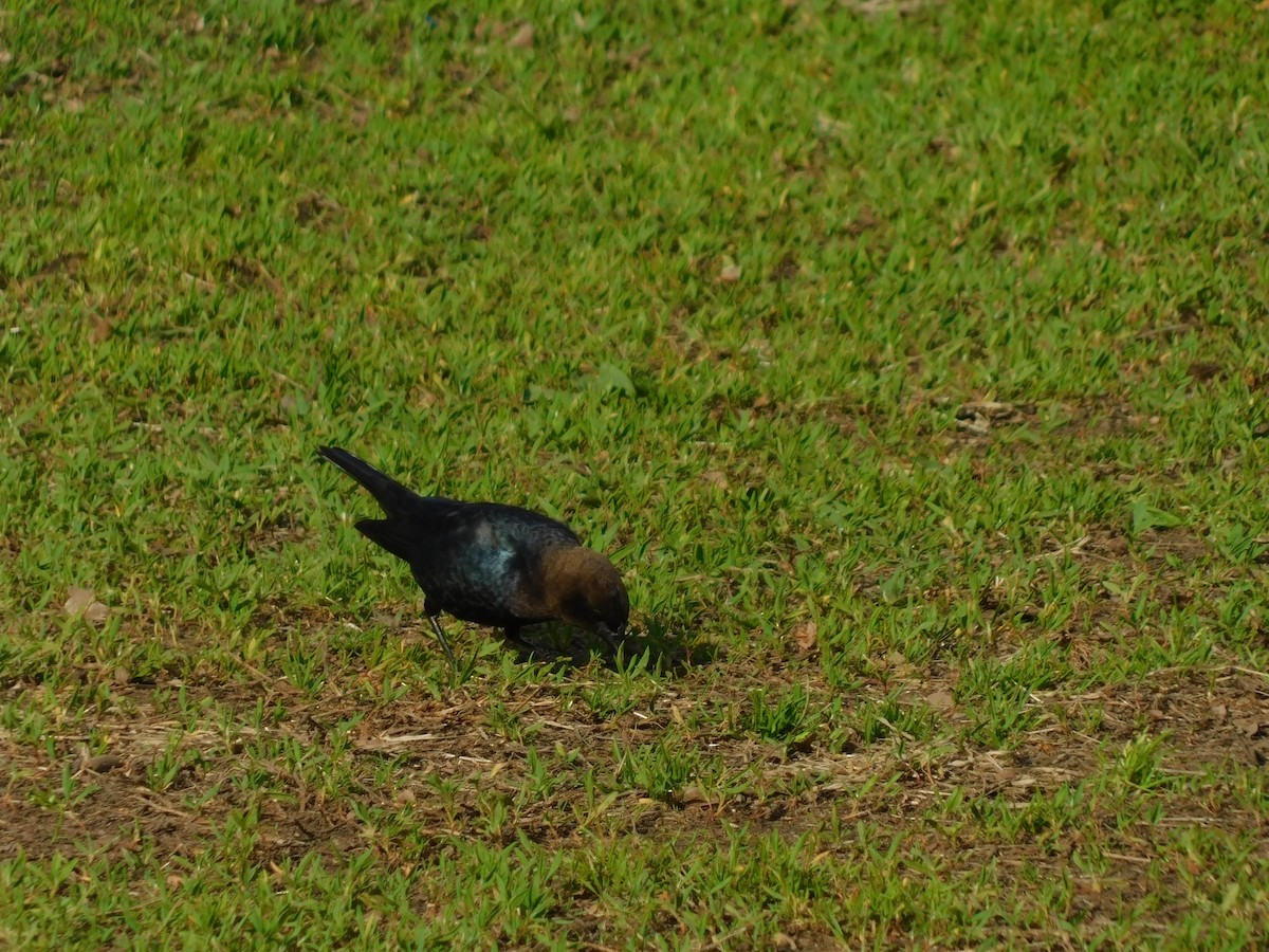 Brown-headed Cowbird - ML636073754