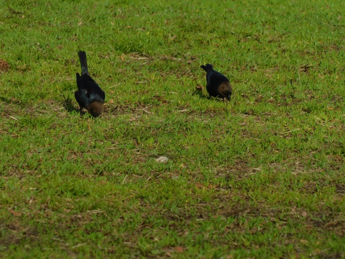 Brown-headed Cowbird - ML636073755