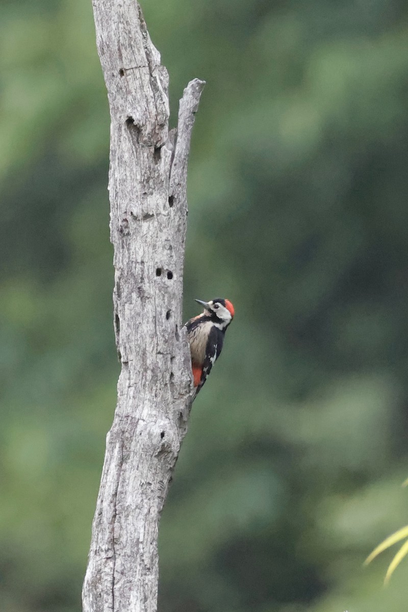 Necklaced Woodpecker - ML636073793
