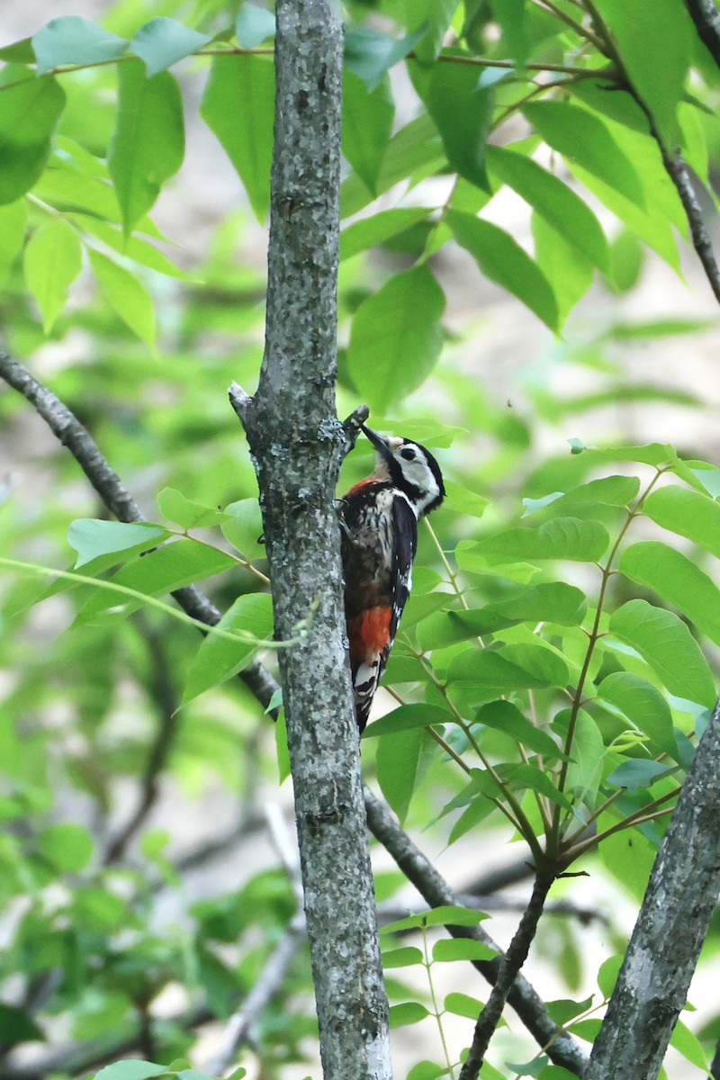 Necklaced Woodpecker - ML636073795