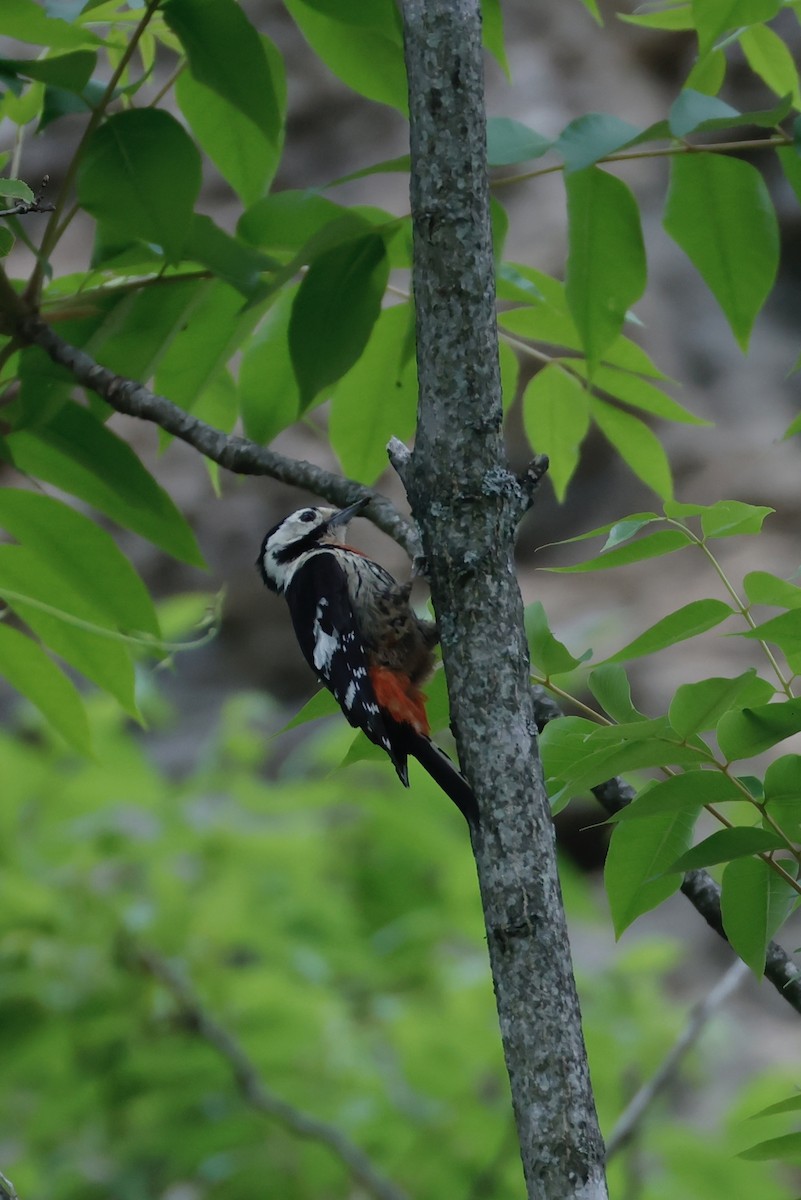 Necklaced Woodpecker - ML636073797