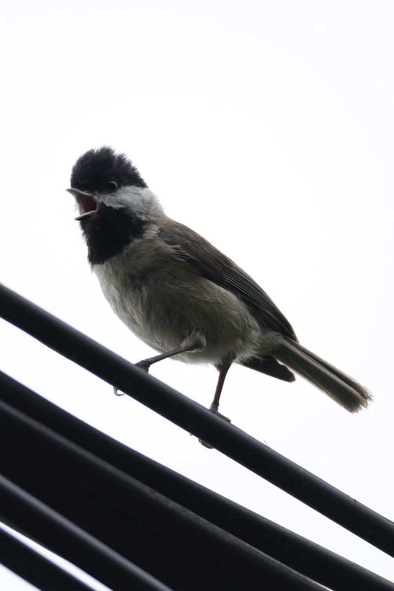 Black-bibbed Tit - ML636073889