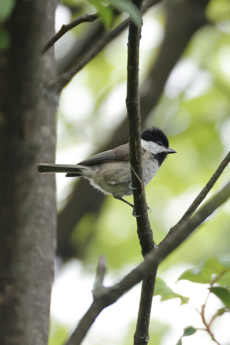 Black-bibbed Tit - ML636073895