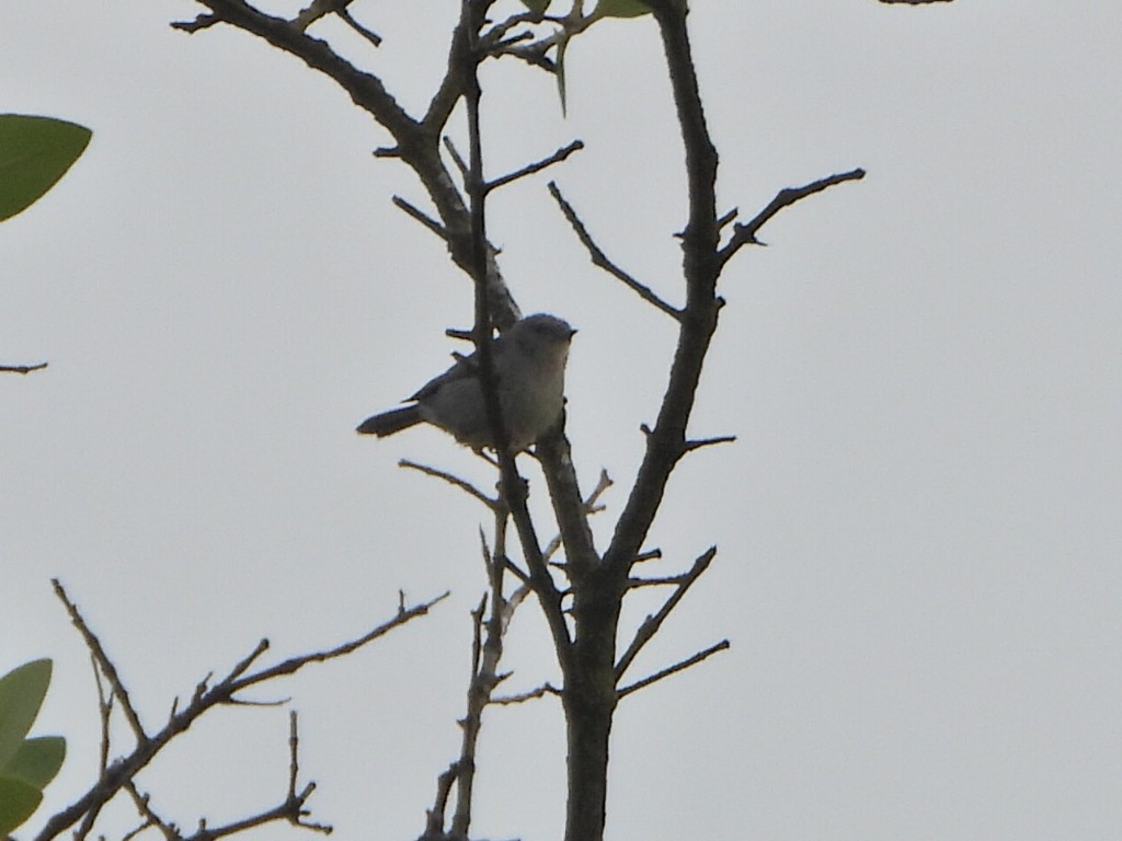 Bicolored Conebill - ML636073954