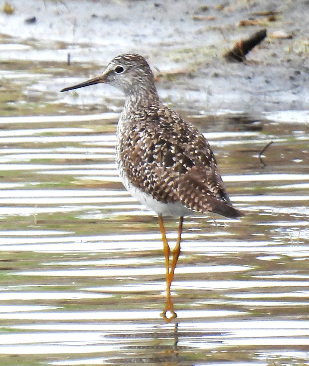 Greater Yellowlegs - ML636074047