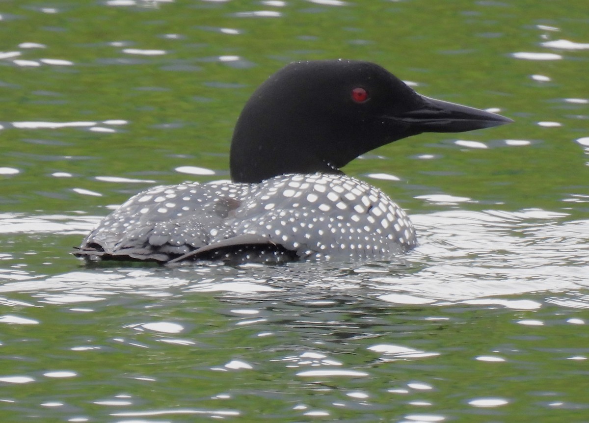 Common Loon - ML636074066