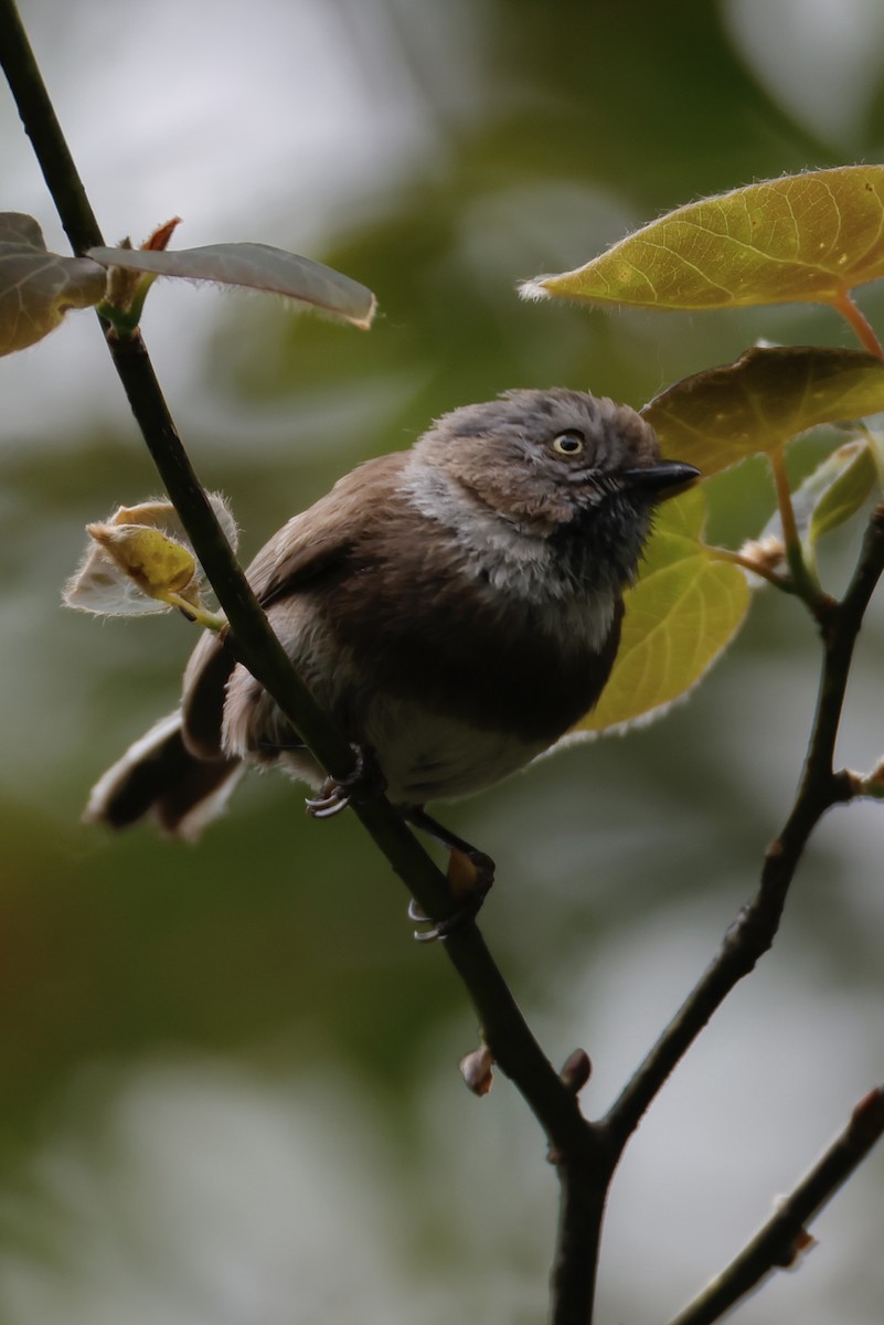 Sooty Tit - ML636074205