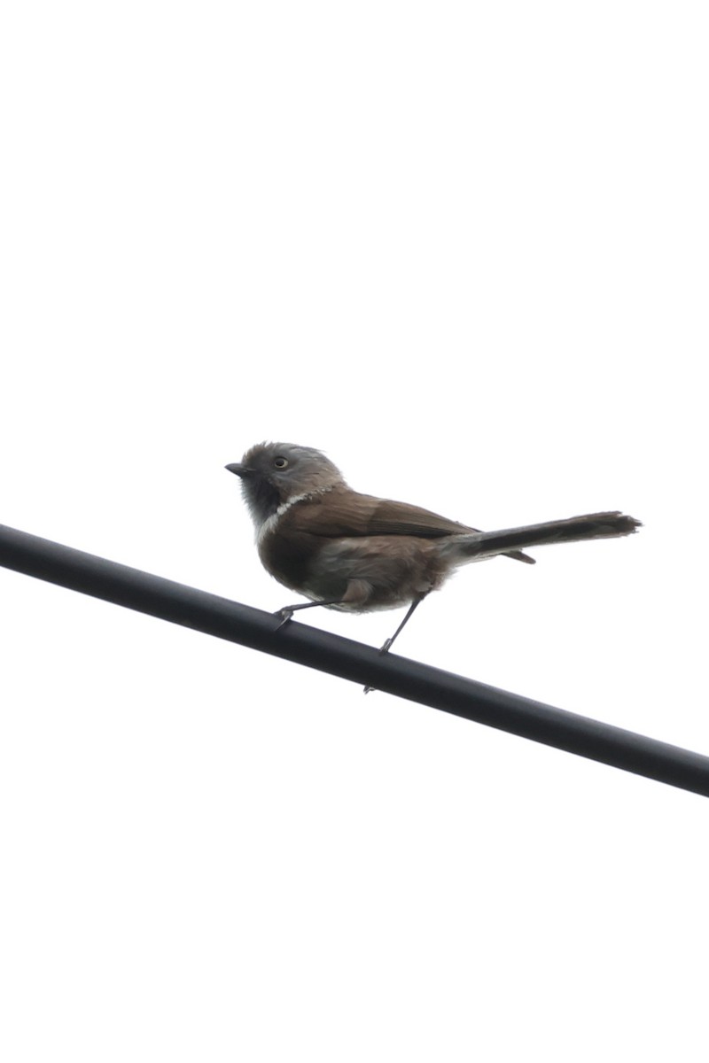Sooty Tit - ML636074210
