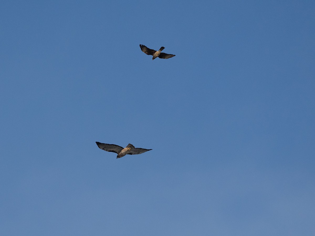 Rufous-tailed Hawk - ML636074285