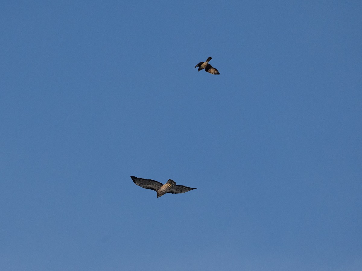 Rufous-tailed Hawk - ML636074286
