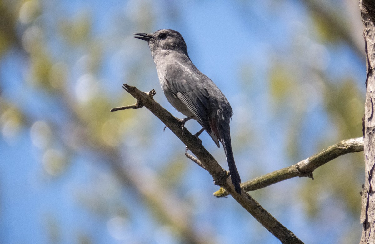 Gray Catbird - ML636074418