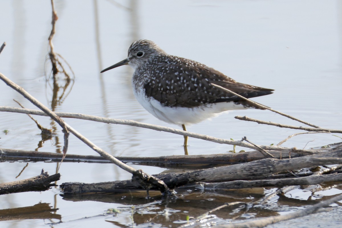 Solitary Sandpiper - ML636074440