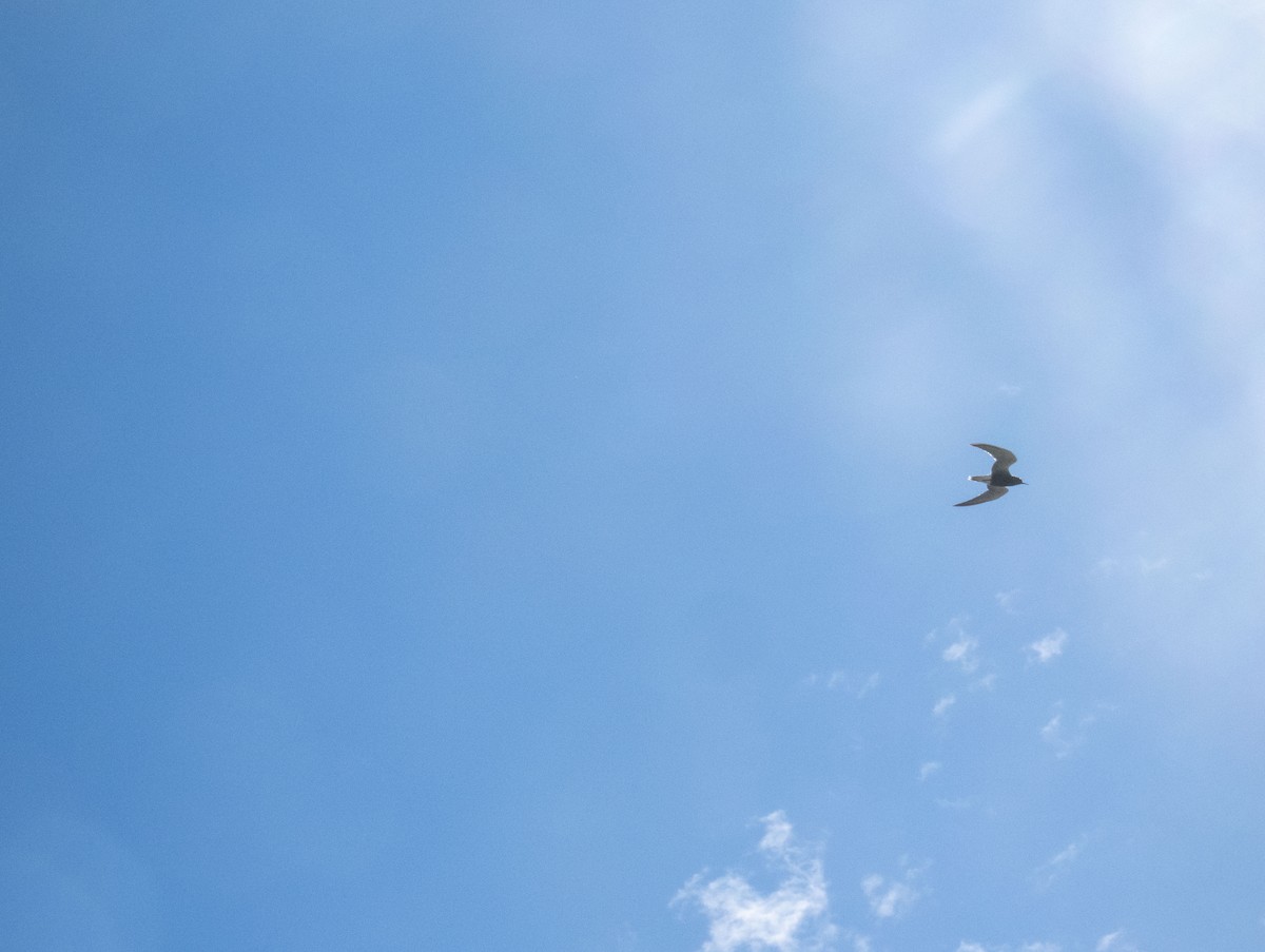 Хилэн хараалай - ML636074458