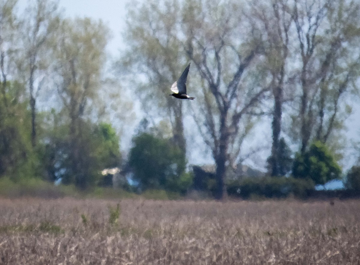 Хилэн хараалай - ML636074459