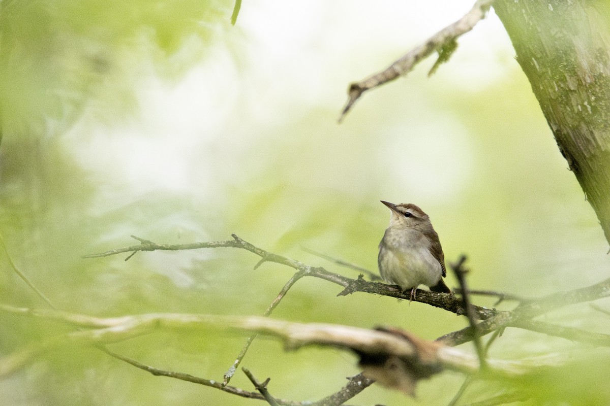 Swainson's Warbler - ML636074468
