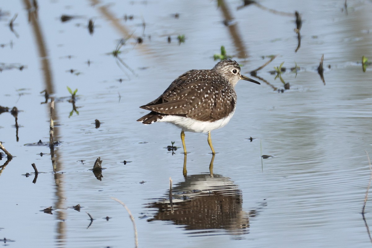 Solitary Sandpiper - ML636074481
