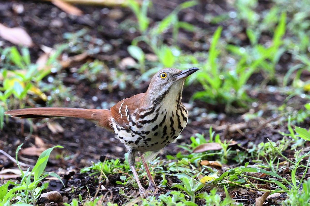 Brown Thrasher - ML636074485