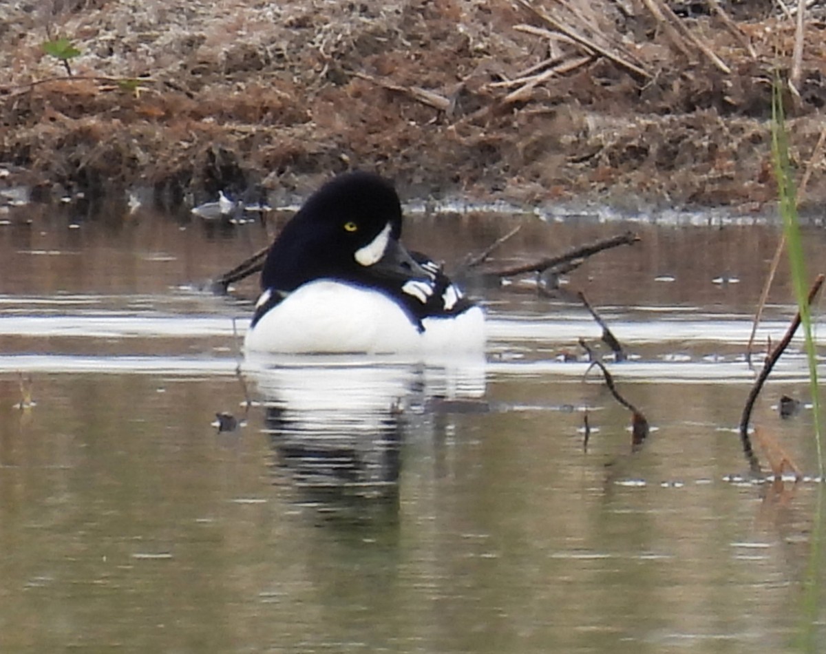 Barrow's Goldeneye - ML636074501