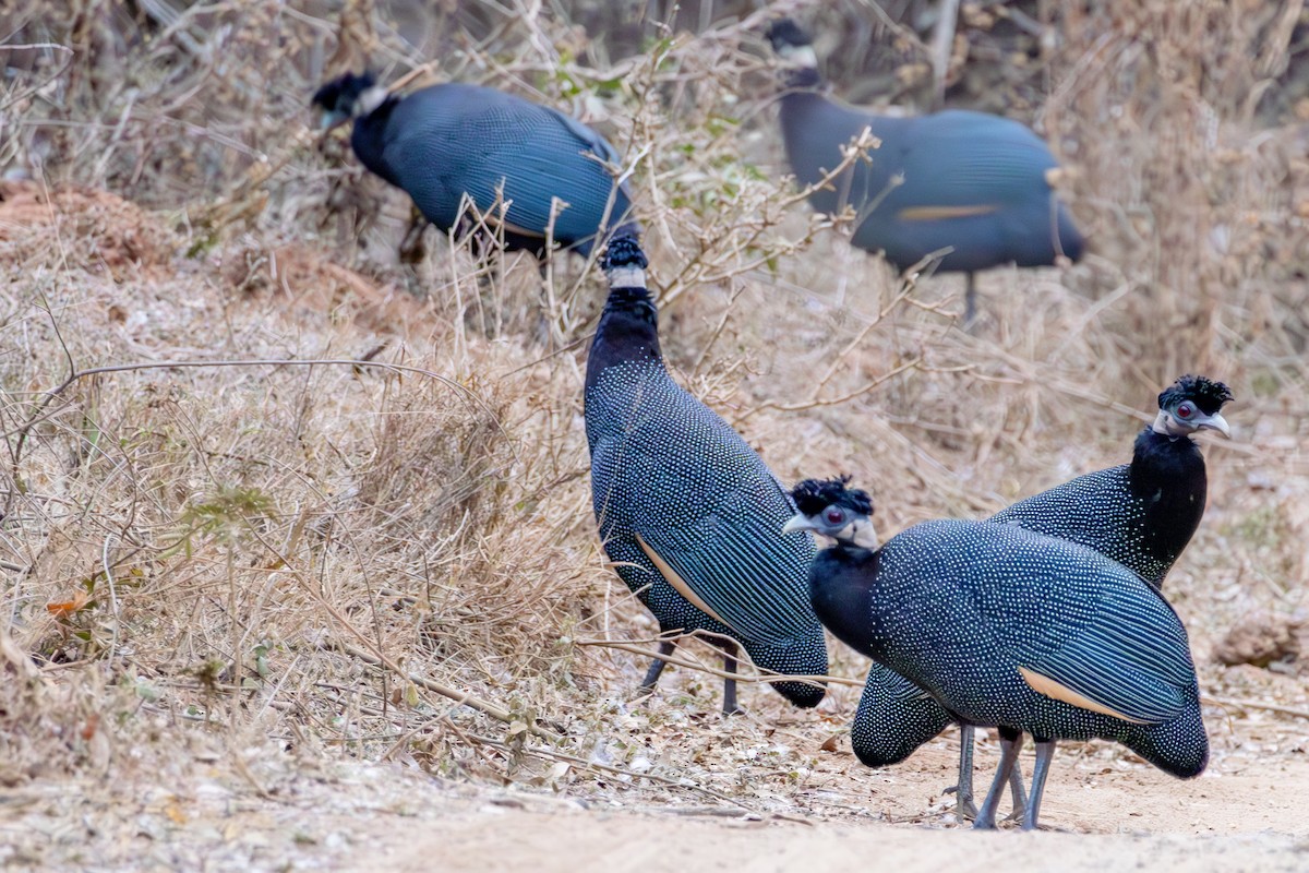 Southern Crested Guineafowl - ML636074580