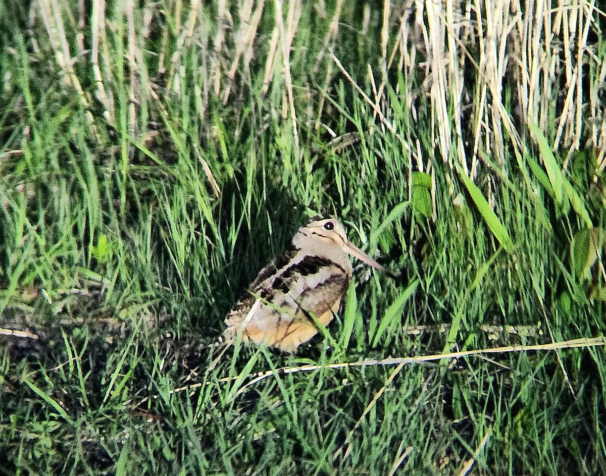 American Woodcock - ML636074604