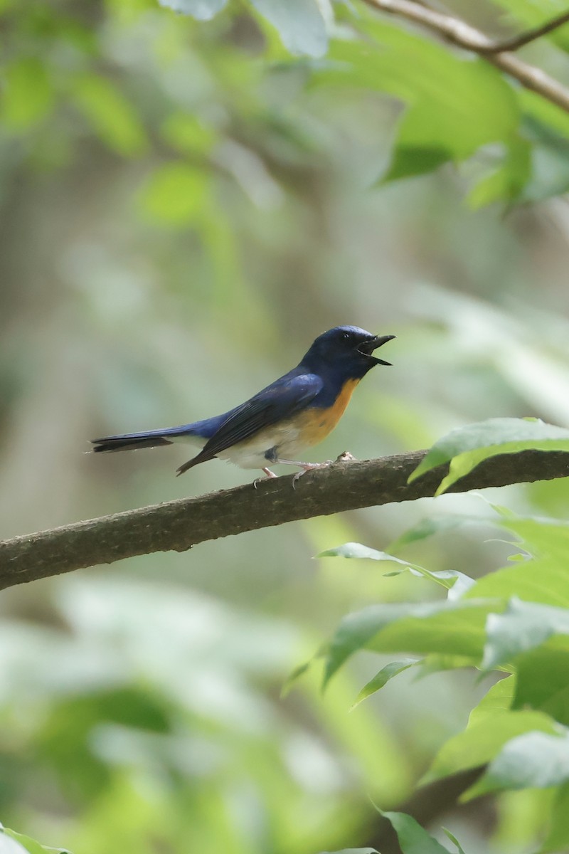 Chinese Blue Flycatcher - ML636074617
