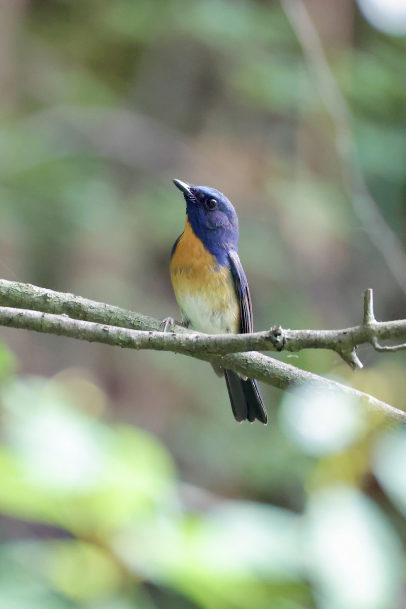 Chinese Blue Flycatcher - ML636074619