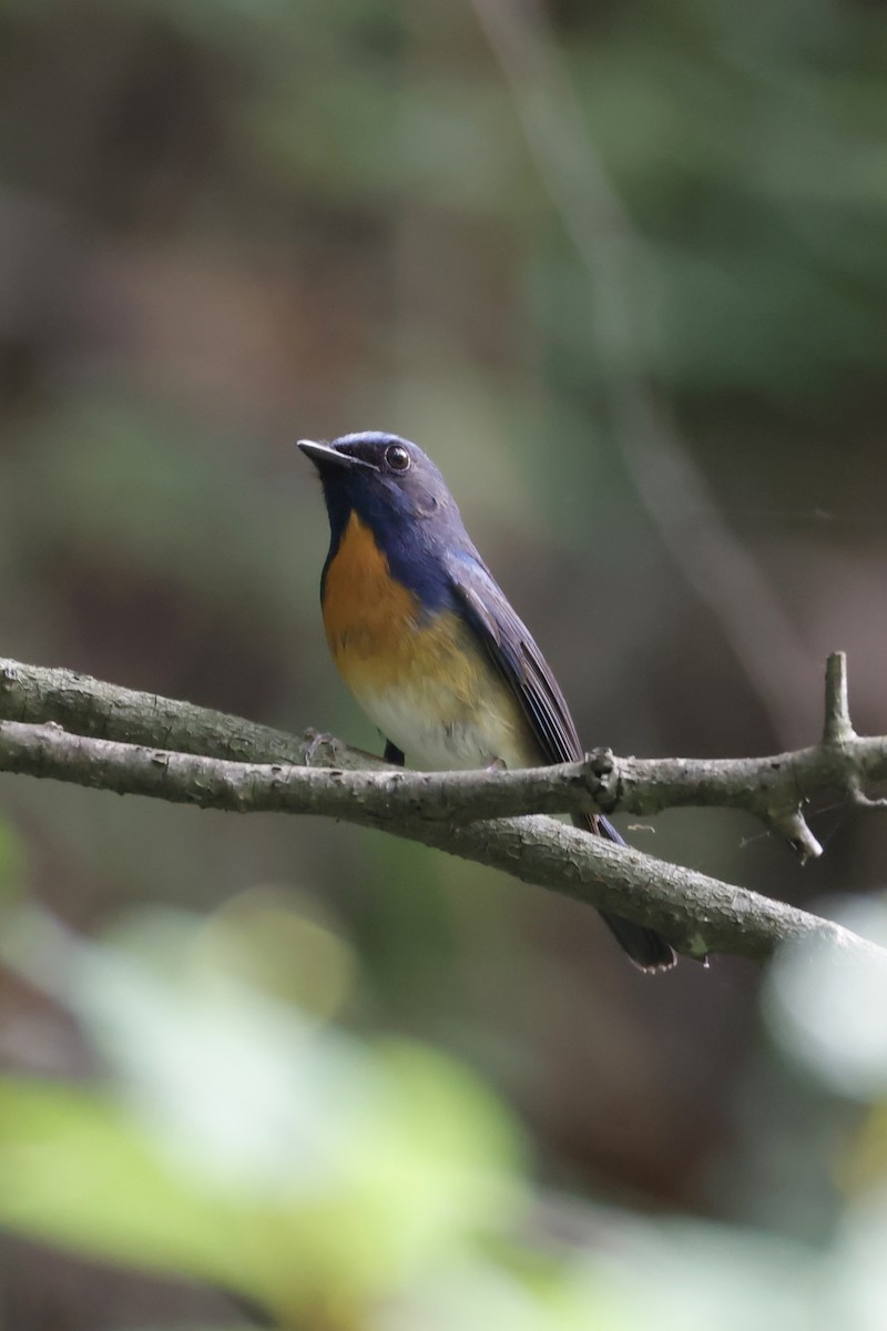 Chinese Blue Flycatcher - ML636074622