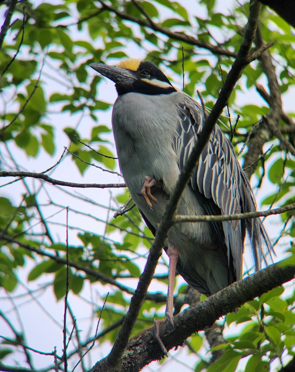 Yellow-crowned Night Heron - ML636074632