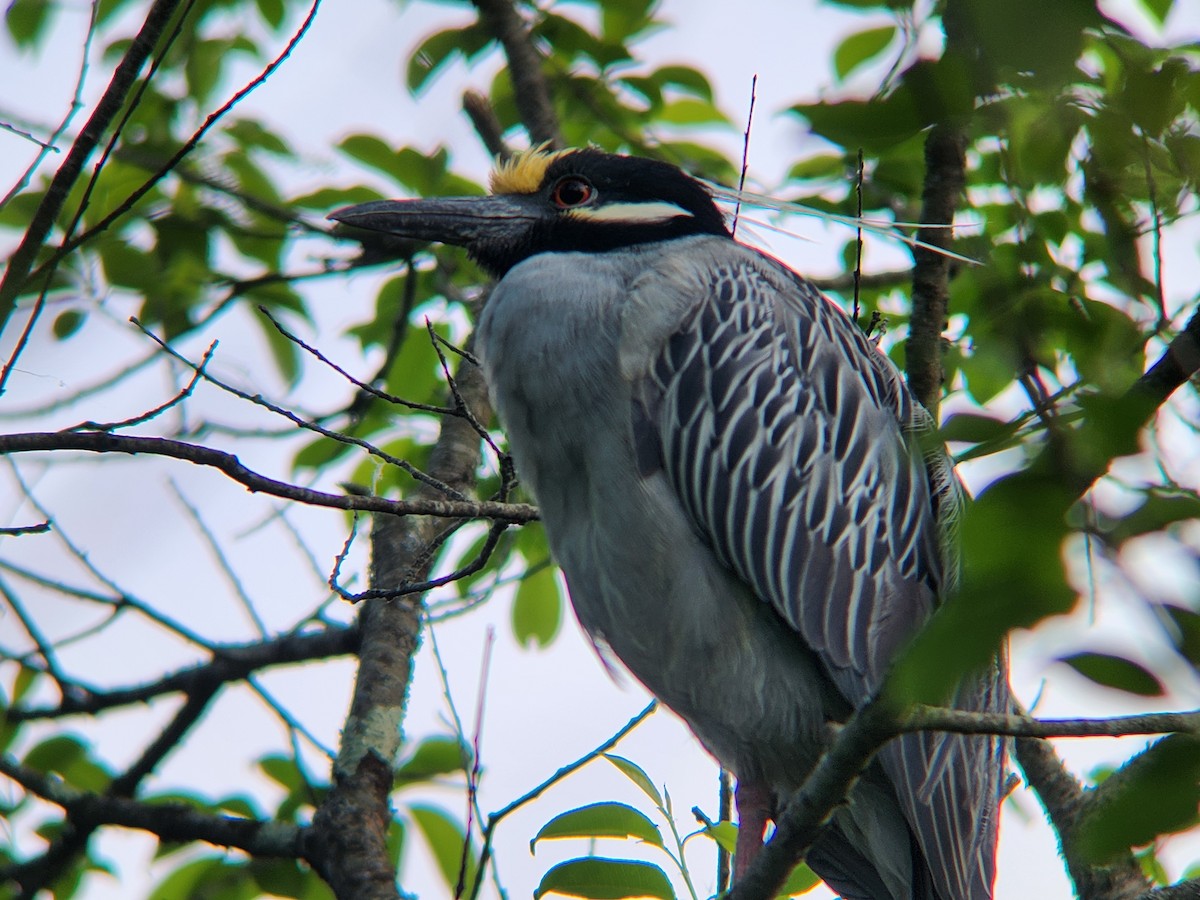 Yellow-crowned Night Heron - ML636074633