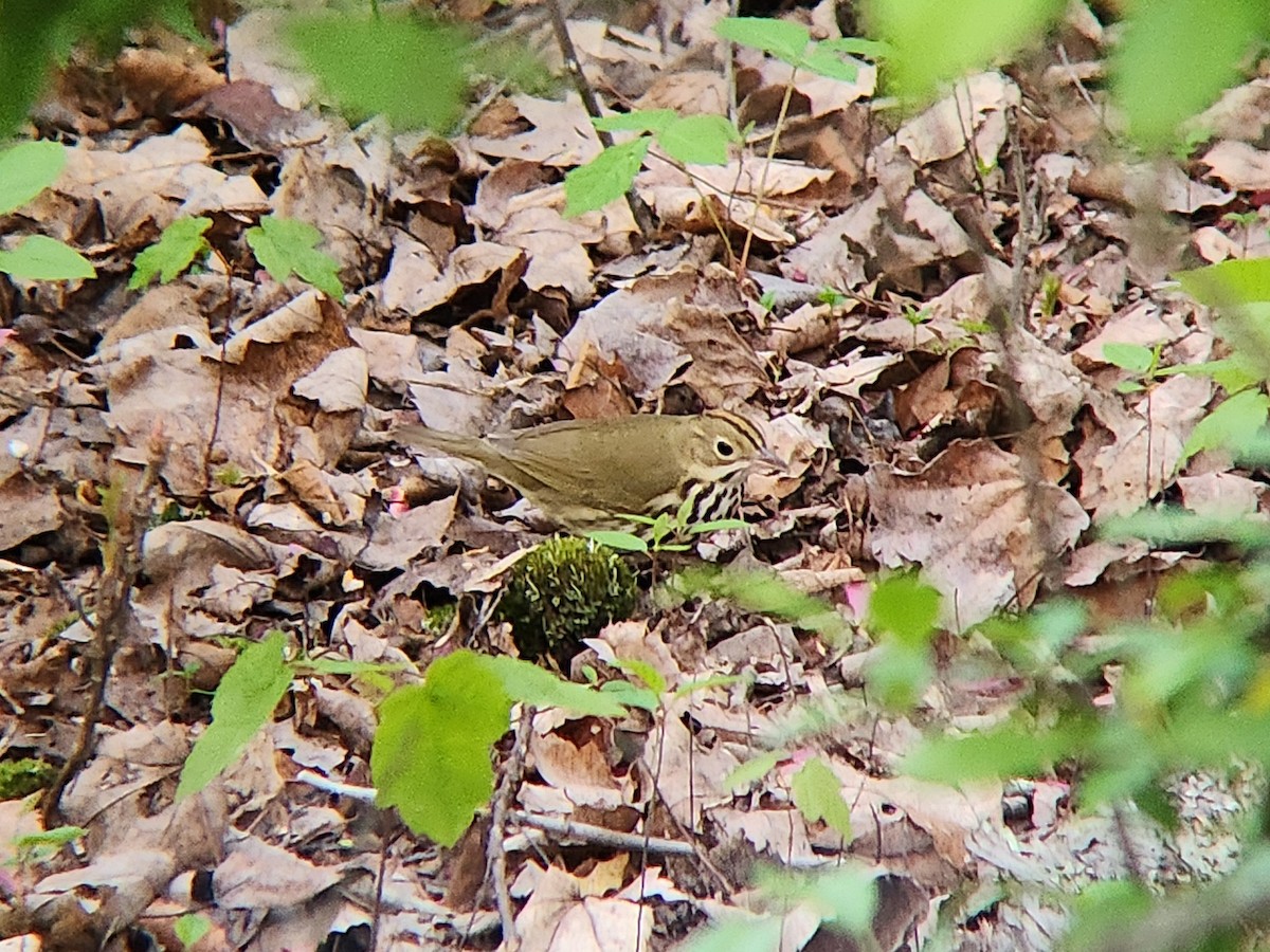 Ovenbird - ML636074647