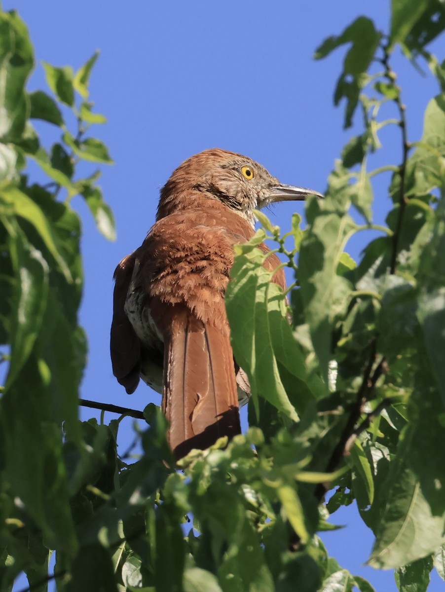 Brown Thrasher - ML636074678