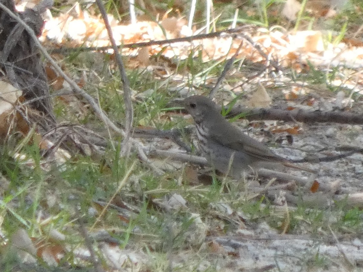 Hermit Thrush - ML636074702