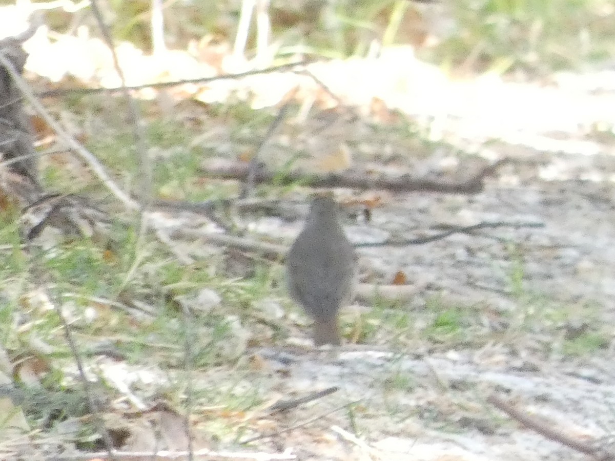 Hermit Thrush - ML636074732