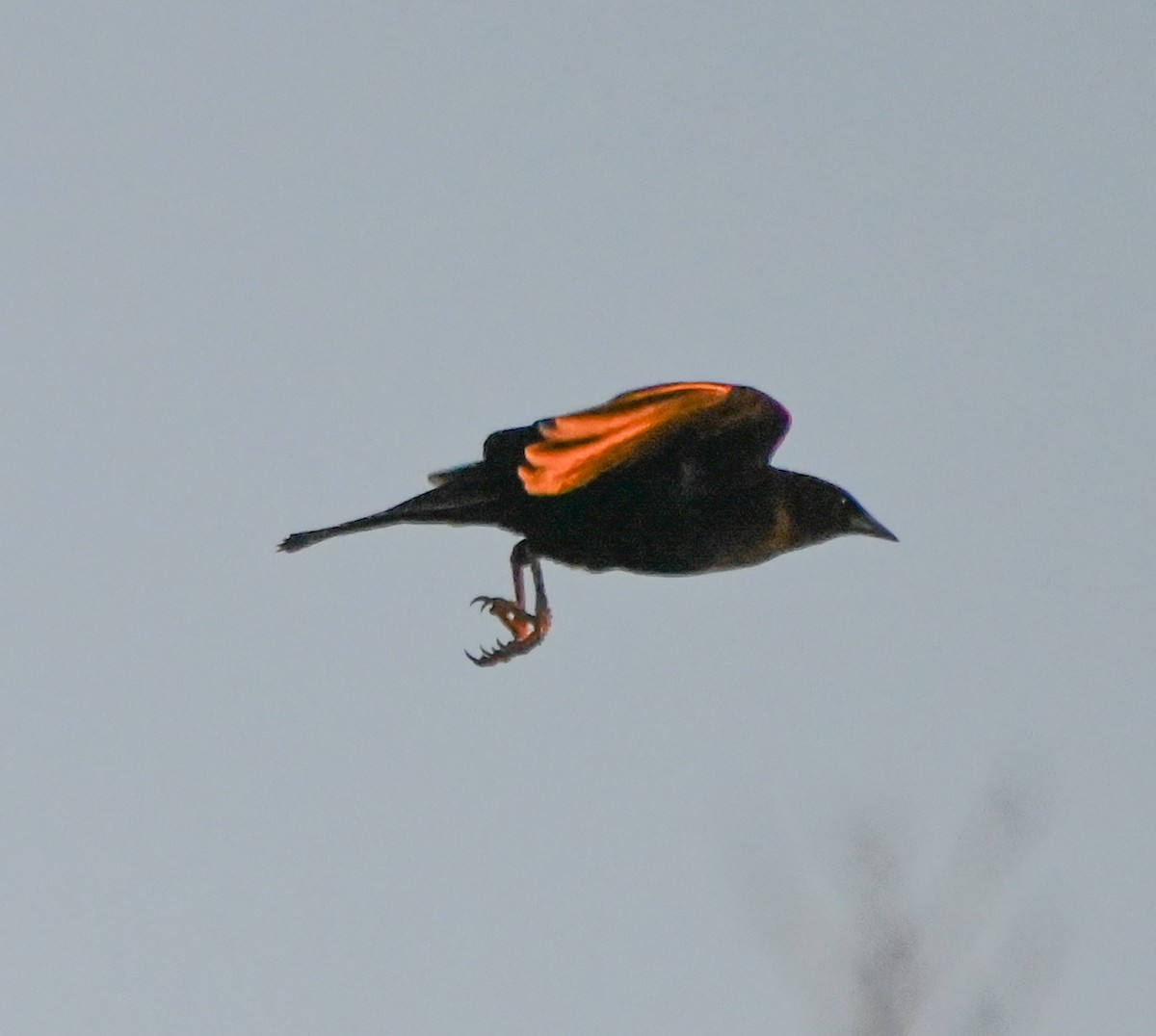 Red-winged Blackbird - ML636074840