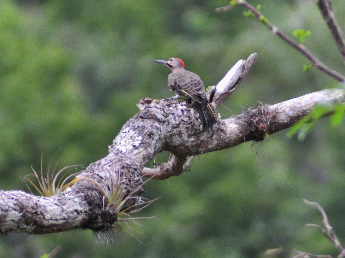 Northern Flicker - ML636074872