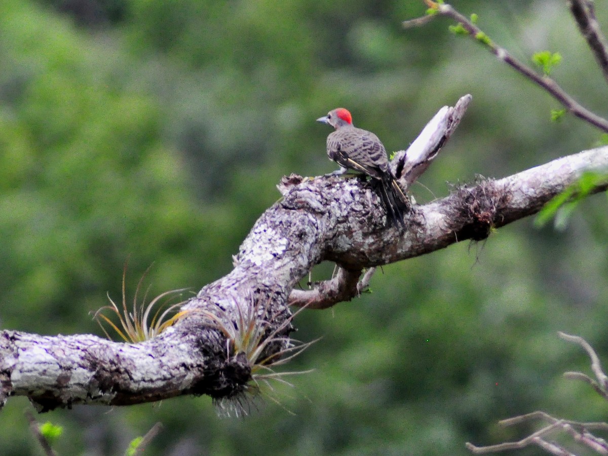 Northern Flicker - ML636074873