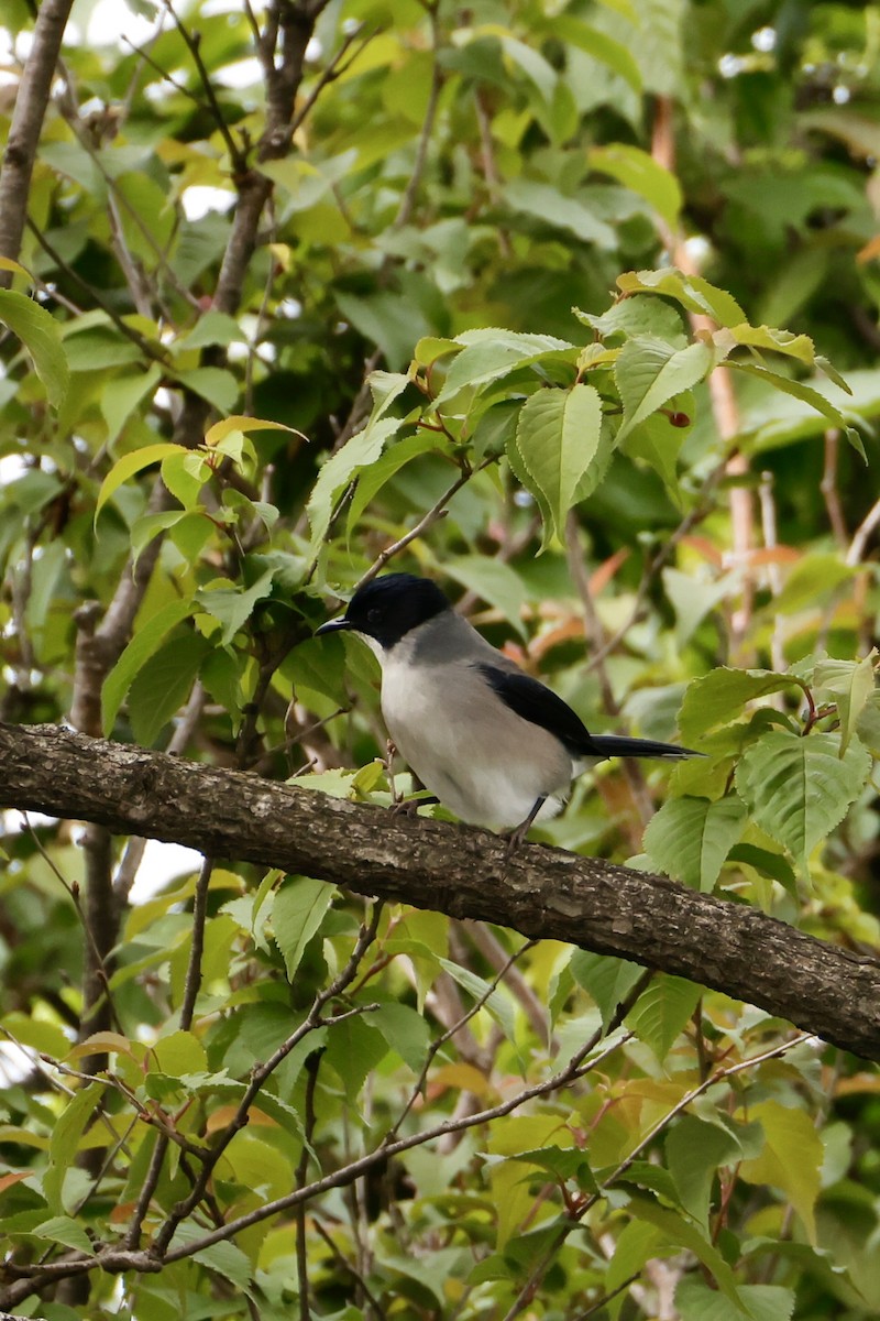 Black-headed Sibia - ML636074888