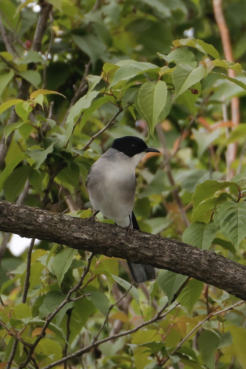 Black-headed Sibia - ML636074891
