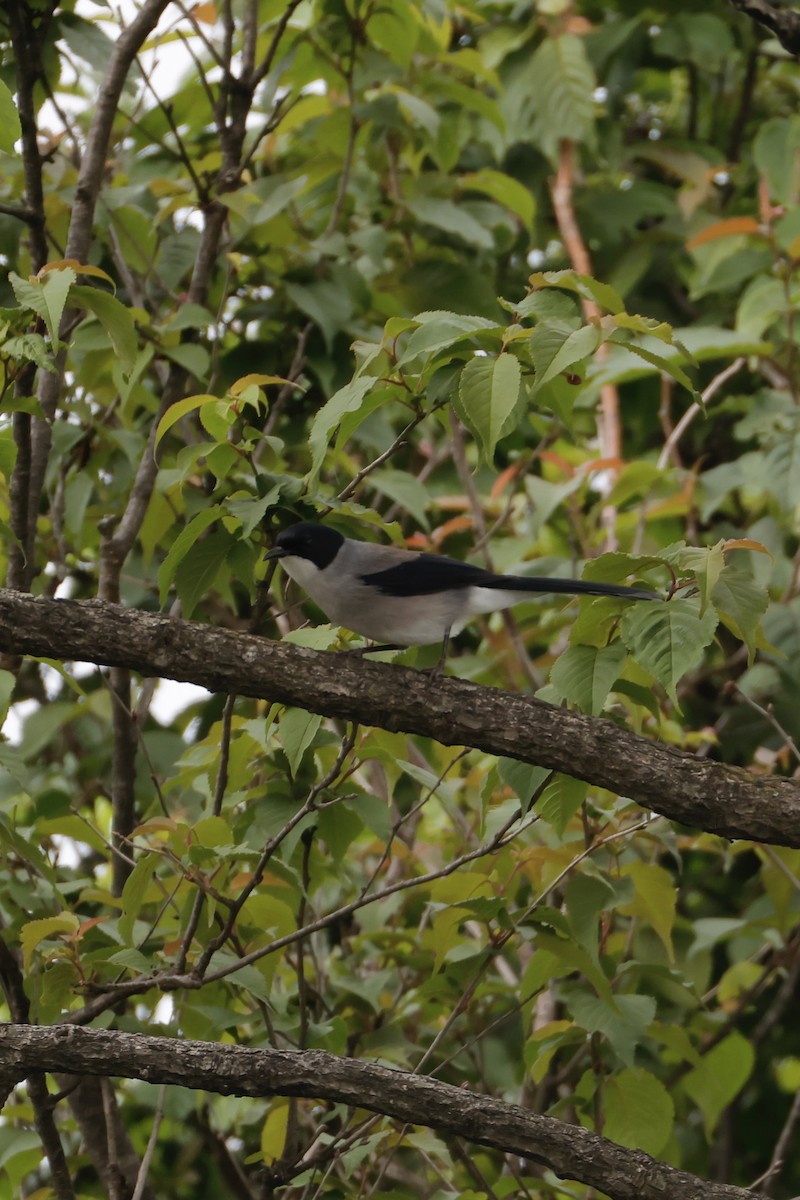 Black-headed Sibia - ML636074894