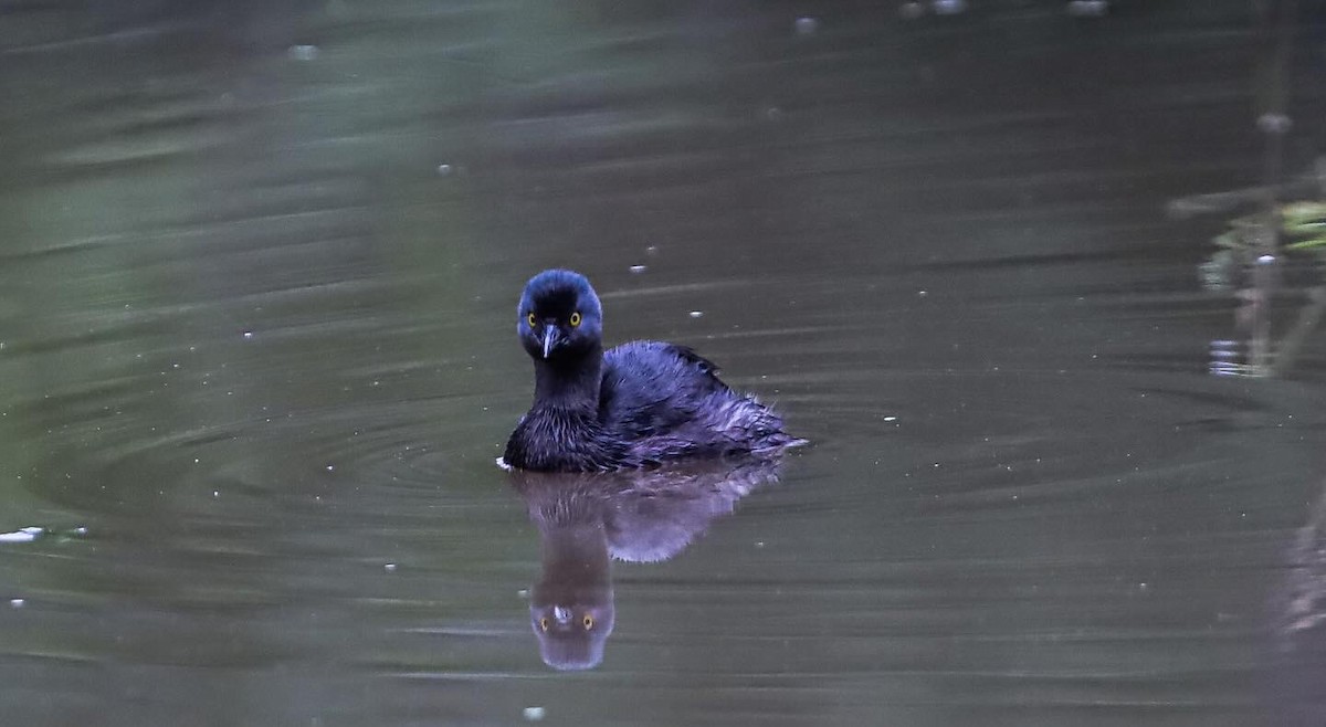 Least Grebe - ML636074934
