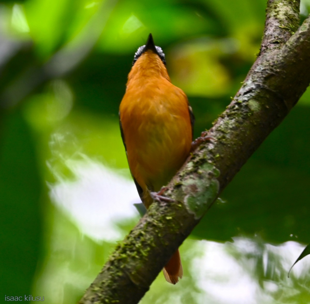 Gray-winged Robin-Chat - ML636074994