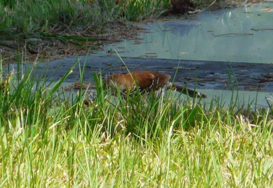 Brown Thrasher - ML636075055