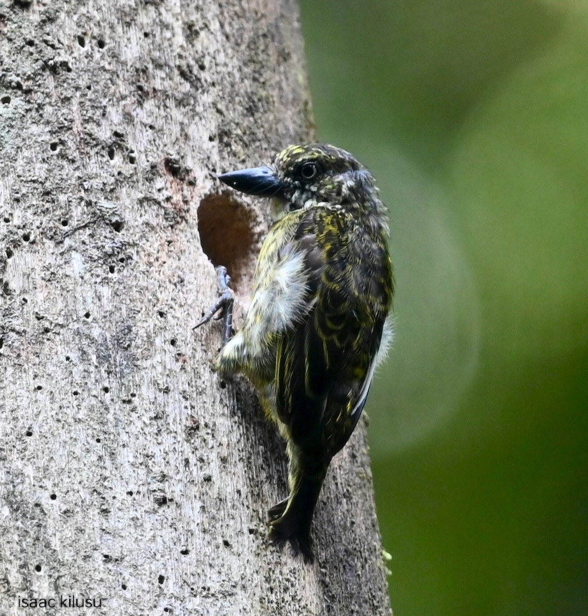 Speckled Tinkerbird - ML636075150