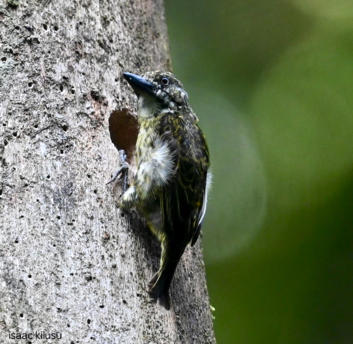 Speckled Tinkerbird - ML636075152