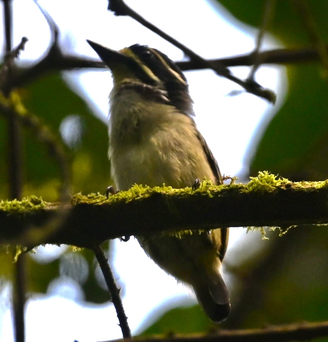 Yellow-throated Tinkerbird - ML636075163