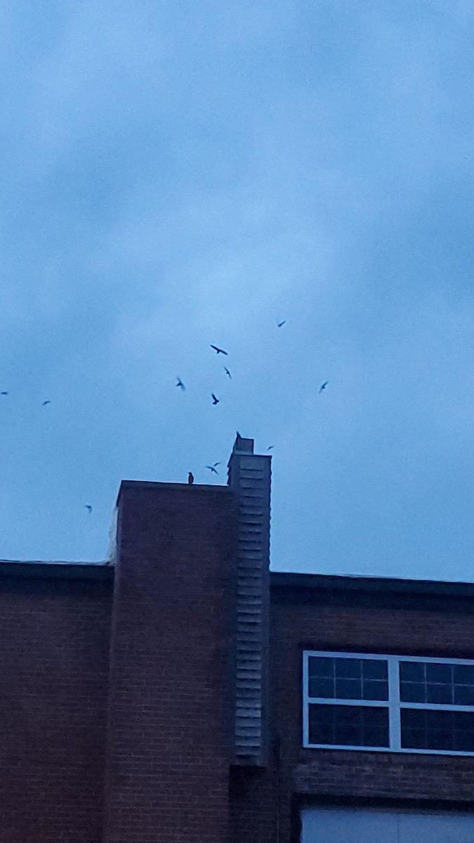 Chimney Swift - ML636075221