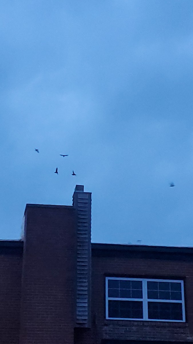 Chimney Swift - ML636075222