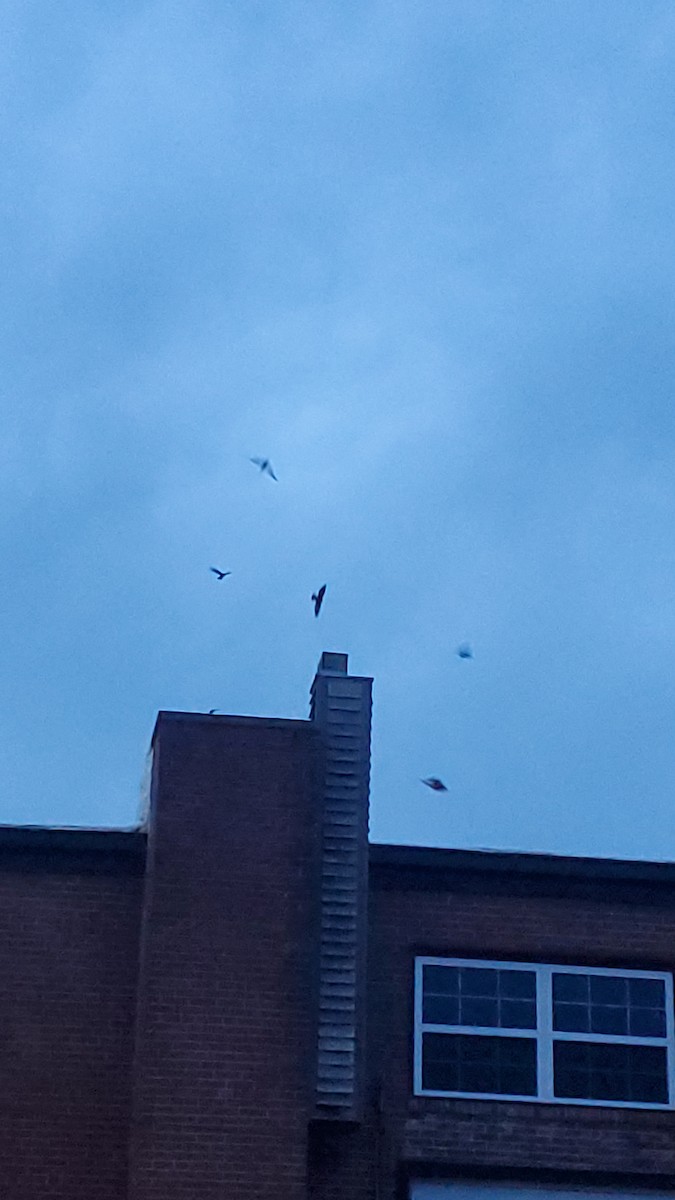 Chimney Swift - ML636075223