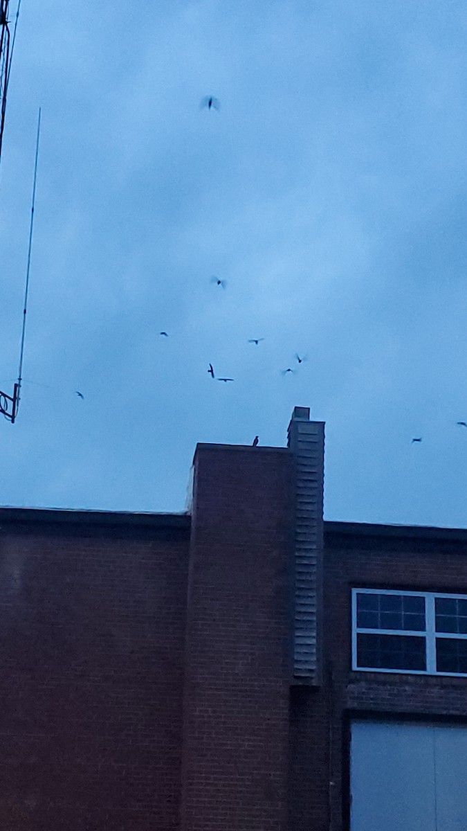 Chimney Swift - ML636075225