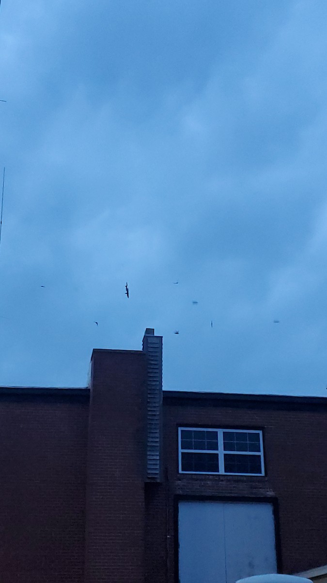 Chimney Swift - ML636075226